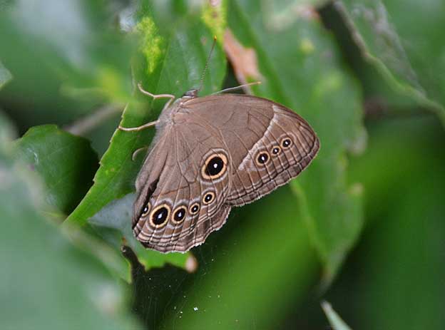 葉に止まったクロヒカゲモドキ