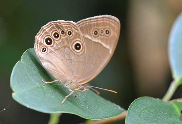 8月中旬のクロヒカゲモドキ