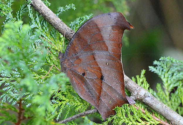 クロコノマチョウの写真