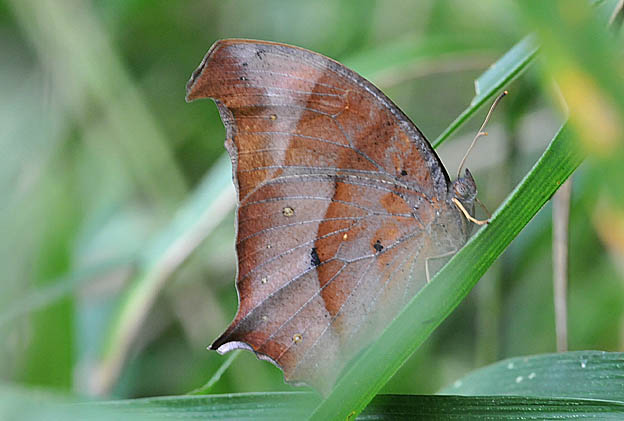 ササにとまるクロコノマチョウ