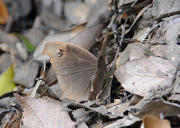 林床にいたクロコノマチョウ