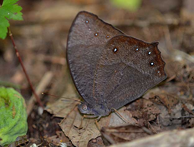 林床のクロコノマチョウ