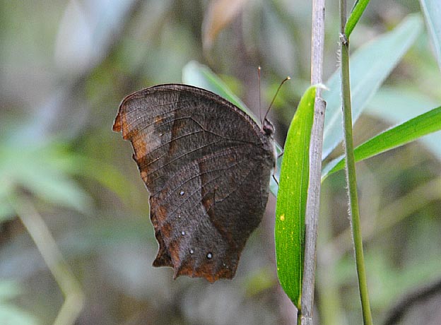 ササに止まるクロコノマチョウ