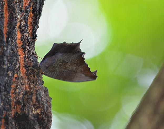 台場クヌギで樹液を吸うクロコノマチョウ