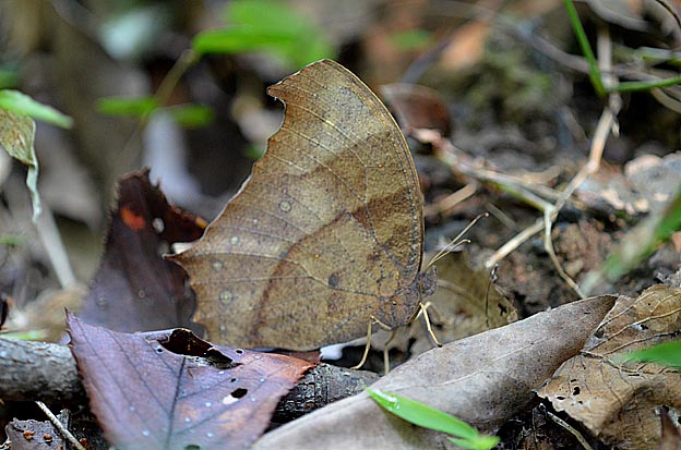 秋のクロコノマチョウ