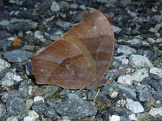 晩秋のクロコノマチョウ