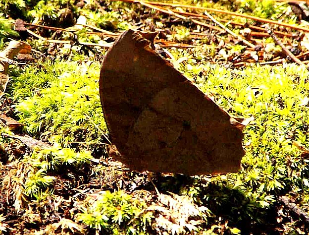 越冬後のクロコノマチョウ