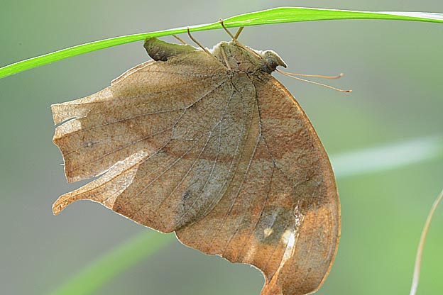 産卵中のクロコノマチョウ