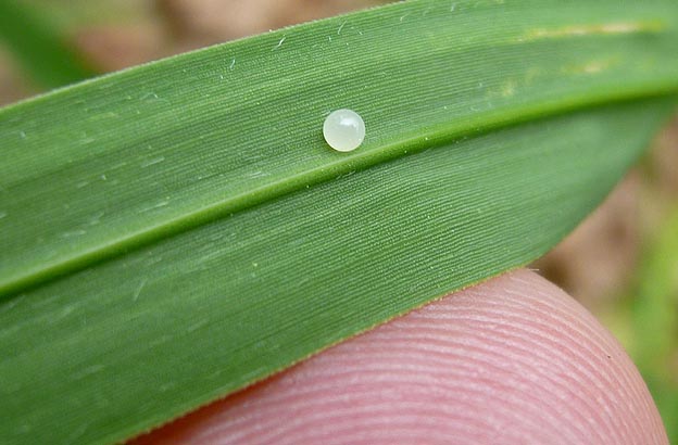 クロコノマチョウの卵
