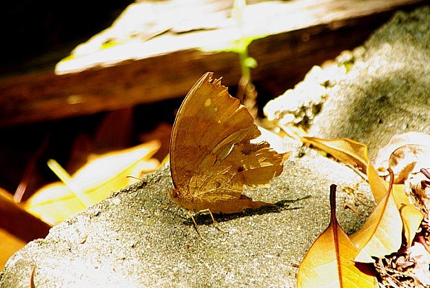 ボロボロになったクロコノマチョウ