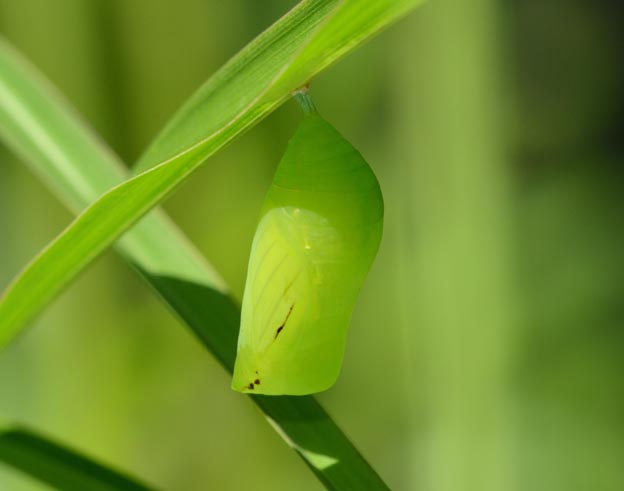 クロコノマチョウの蛹の写真