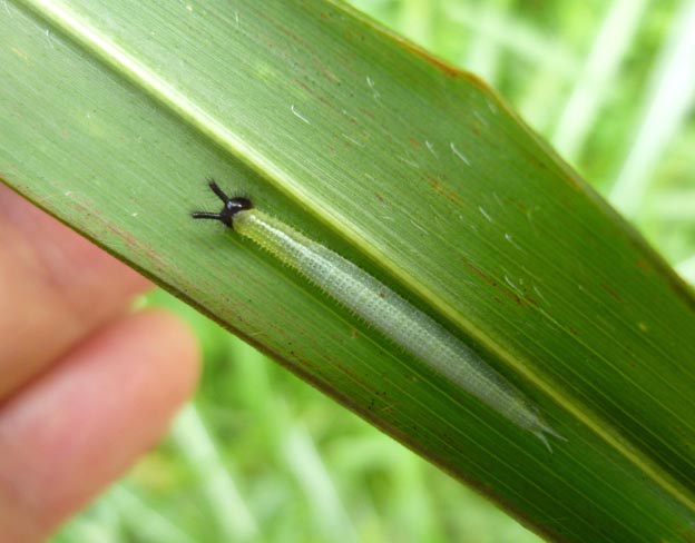 クロコノマチョウ4齢幼虫の写真