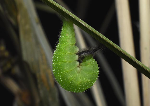 クロコノマチョウ前蛹の写真