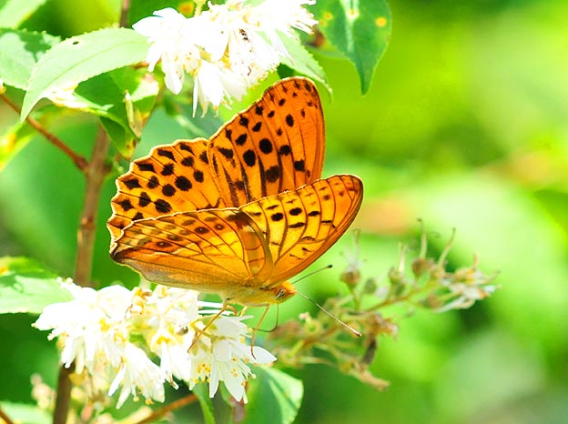 ウツギの花に来たメスグロヒョウモン