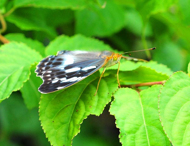 葉の上に止まるメスグロヒョウモンのメス