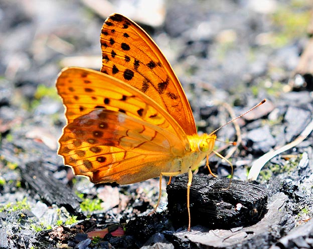 焚火のあとに来たメスグロヒョウモン