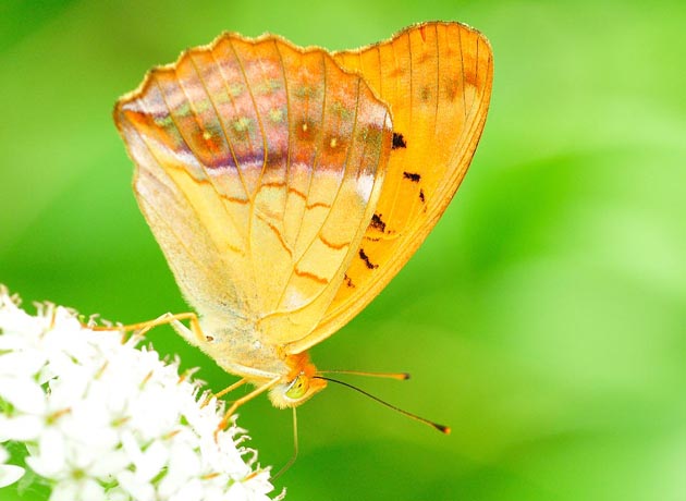 メスグロヒョウモンの写真