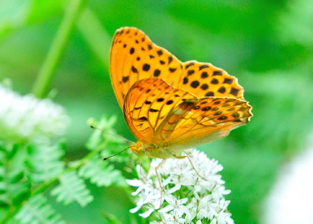 オカトラノオに来たツマグロヒョウモン