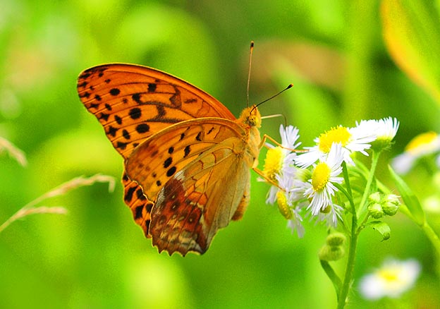 ヒメジョオンに来たメスグロヒョウモン