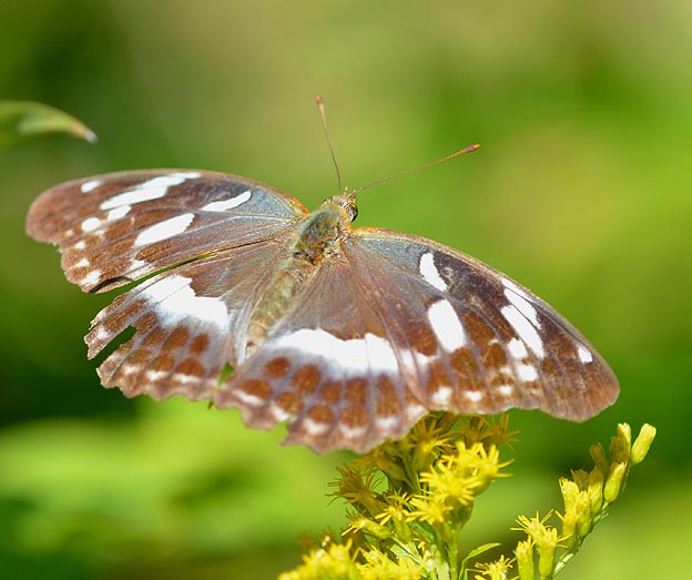 セイタカアワダチソウで吸蜜するメスグロヒョウモン