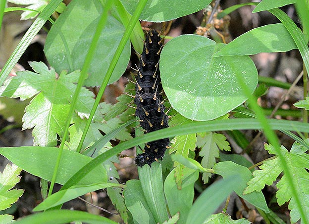 メスグロヒョウモンの幼虫
