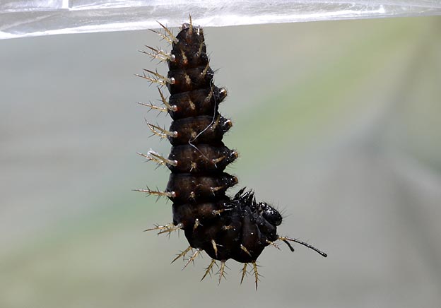 メスグロヒョウモンの前蛹