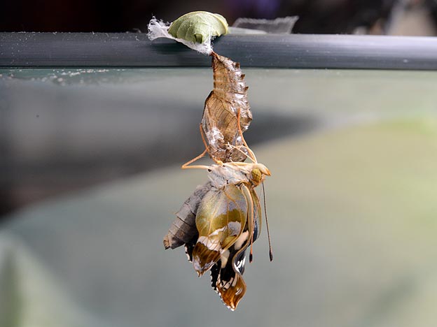 羽化途中のメスグロヒョウモン