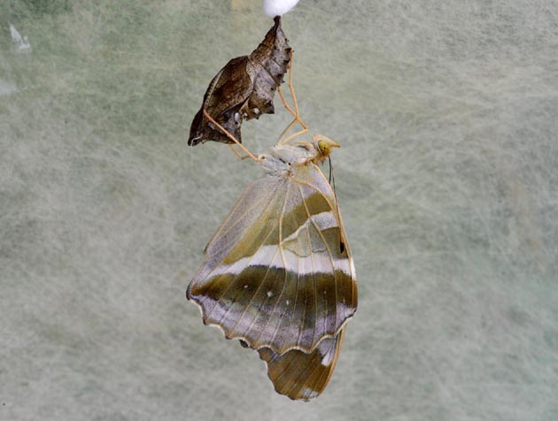 羽化をしたメスグロヒョウモン