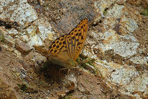 崖のミドリヒョウモン