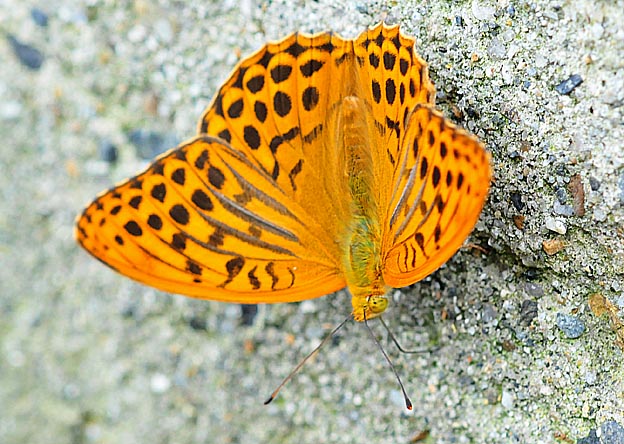 ミドリヒョウモンの写真