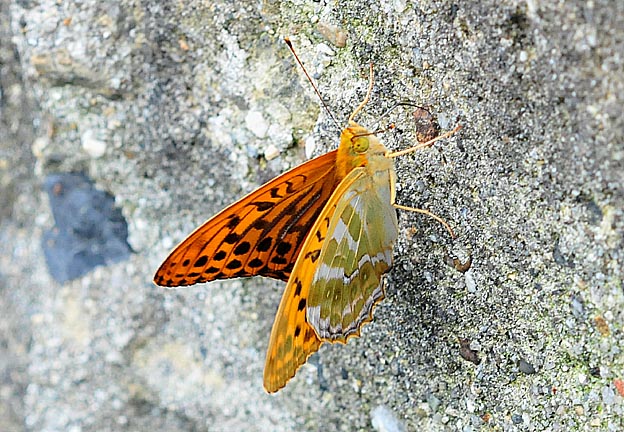 コンクリートに来たミドリヒョウモン