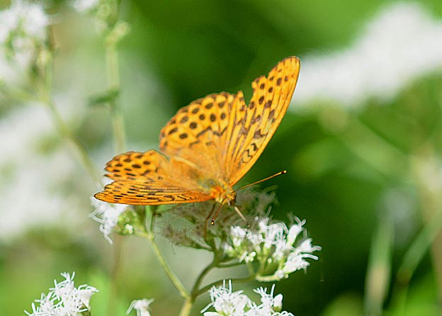 ヒヨドリバナに来たミドリヒョウモン