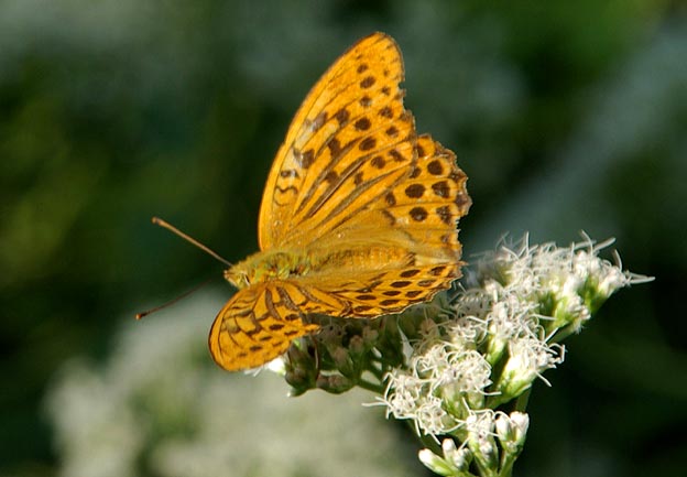 ヒヨドリバナに来たミドリヒョウモン