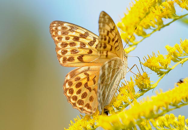 セイタカアワダチソウで吸蜜するミドリヒョウモン