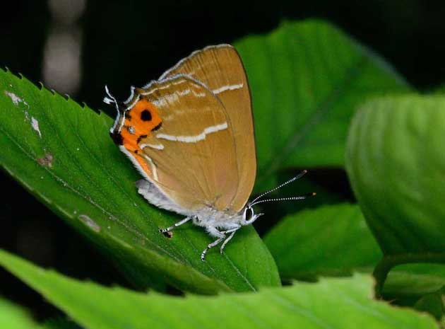 ミドリシジミの写真