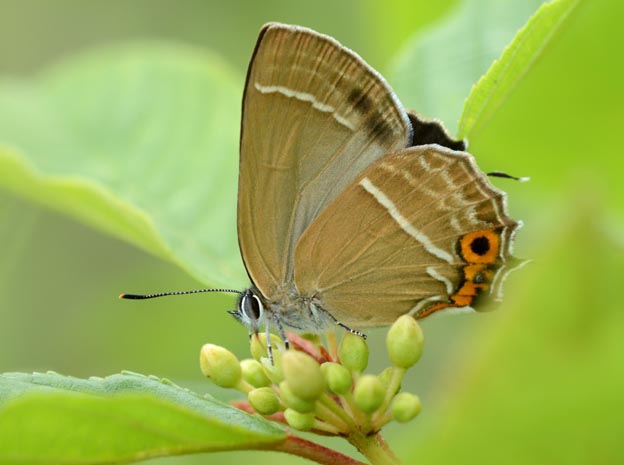 ミドリシジミのメスの写真