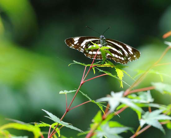 占有をするミスジチョウ