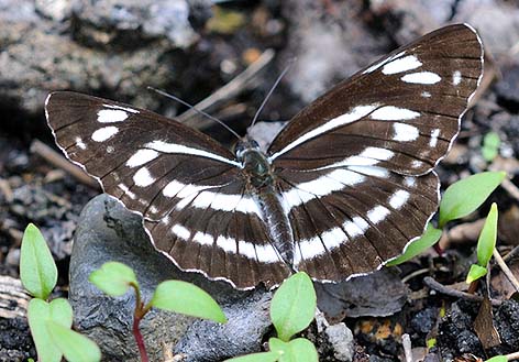 ミスジチョウの写真