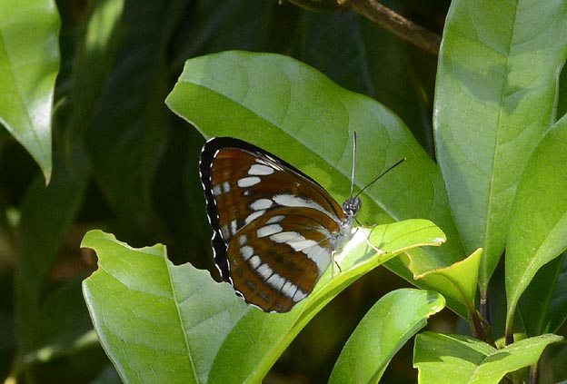 5月のミスジチョウ