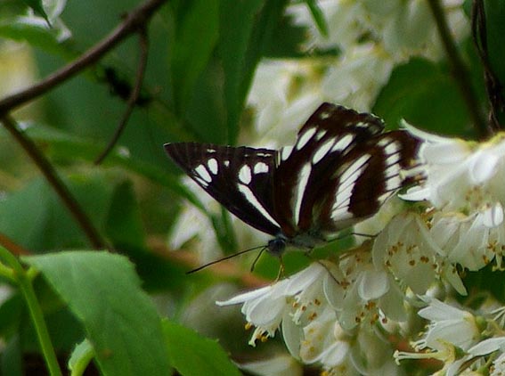 ミスジチョウの写真