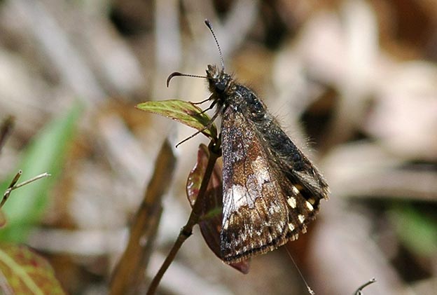 葉にとまるミヤマセセリ