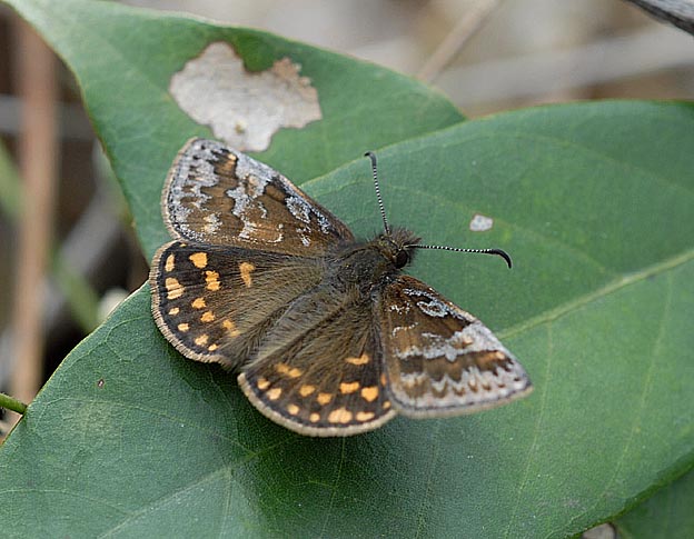 葉にとまるミヤマセセリ