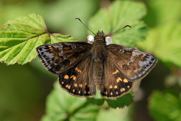 ミヤマセセリの写真