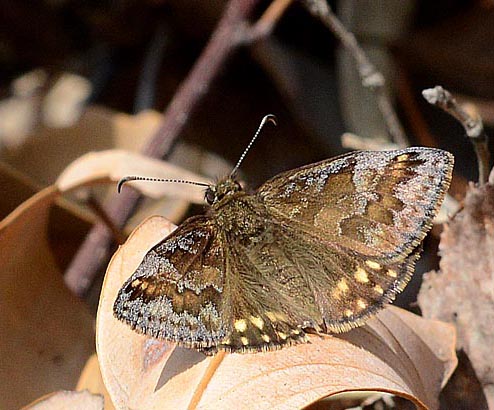 ミヤマセセリの写真