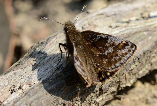 とまったミヤマセセリ