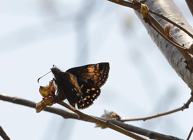 粉らに産卵するミヤマセセリ