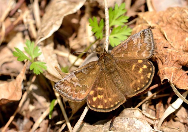 地面にとまったミヤマセセリ