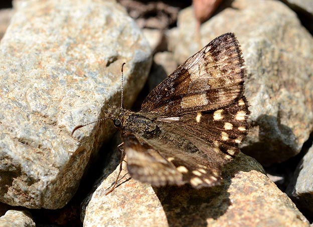 地面におりたミヤマセセリ