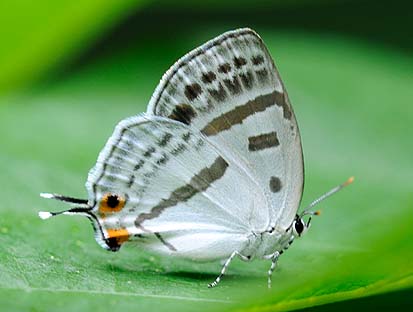 ミズイロオナガシジミの写真