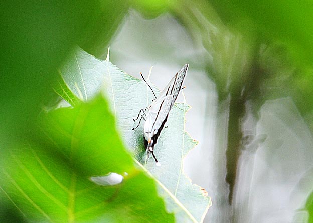 クヌギにとまったミズイロオナガシジミ